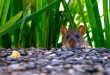 Ratten Zubehör – Eine Vorstellung